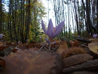 Grotta_dei_Pastori - 04112011 149.jpg